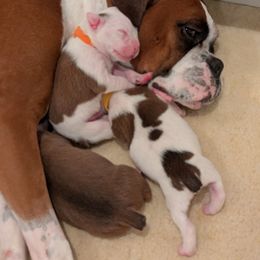 Boxer Puppies from Classic City Boxers