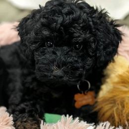 Poodles from Coats & Tails Dog