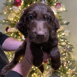 Kirk (Brown) - Brown male Irish Doodle puppy in Surprise, Arizona from Huckleberry Doodles