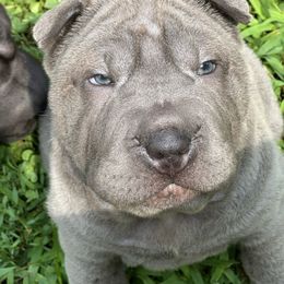 Baby blue - Blue female Chinese Shar-Pei puppy in Saint Joseph, Missouri from Durenda Springer- Barber