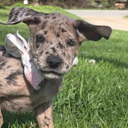 Great Dane Puppies from DeVine Danes