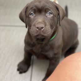 Labrador Retriever Puppies from Liberty Belle Labradors