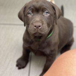 Labrador Retriever Puppies from Liberty Belle Labradors