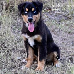 Orbit Chew - Black tri male Miniature Australian Shepherd puppy in Evant, Texas from Lazy VT Bar Ranch