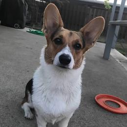 Kiwi - Pembroke Welsh Corgi