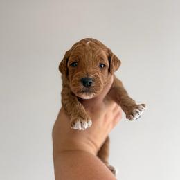 Barley - Red  male Goldendoodle puppy in Russell Springs, Kentucky from Milk & Honey Doodles
