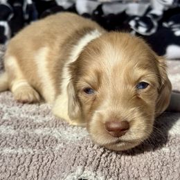 Cashew - Piebald male Dachshund puppy in Duncanville, Alabama from Bear Creek Dachshunds
