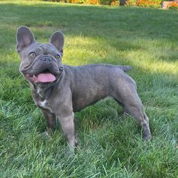 French Bulldog Puppies from Kismet French Bulldogs
