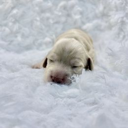 Butterfinger - Cream female Dachshund puppy in Sterling, Colorado from Country Chics Doxies