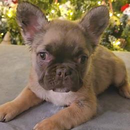 French Bulldog Puppies from Michelle's French Bulldogs