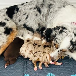 Australian Shepherd puppies from Wiggle Butt's