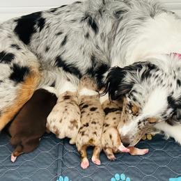 Australian Shepherd puppies from Wiggle Butt's