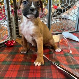 Boxer Puppies from Triple W Boxers