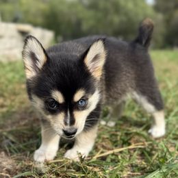 Pomsky Puppies from SRF Pomskies