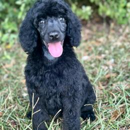 Leo - Phantom male Poodle puppy in Travelers Rest, South Carolina from Cotton Top