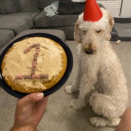 Bernedoodle and Poodle All Grown Up from Sweet Tea Kennels