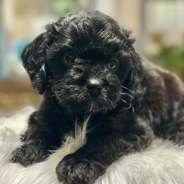 Beignet - Black male Cavapoo puppy in Palm Beach County, Florida from Benji’s Cockapoos
