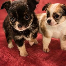 Binky - Black and white female Chihuahua puppy in Parkland, Washington from Cascades Cuties