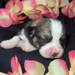 Cinderella - Sable female Pembroke Welsh Corgi puppy in Valley, Washington from Corgis of the Mountain Valley