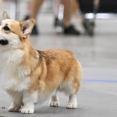 Chance - Pembroke Welsh Corgi