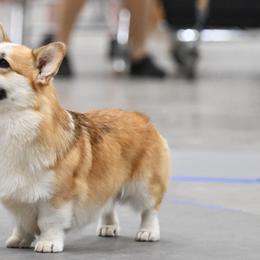 Chance - Pembroke Welsh Corgi