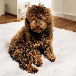 Ophelia - Poodle