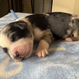Kratos - Blue merle male Australian Shepherd puppy in Concord, North Carolina from Karmas Kiss Aussies