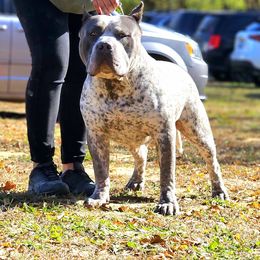 Potter - American Bully