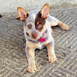 Australian Cattle Dog Puppies from Rising J Cattle Dogs