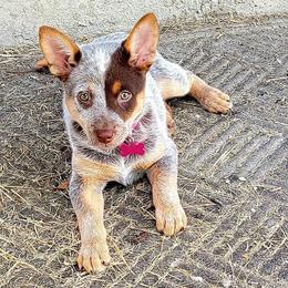 Australian Cattle Dog Puppies from Rising J Cattle Dogs
