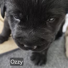 Ozzy - Black male Labrador Retriever puppy in Greenwich, Ohio from Pure Gem Kennel