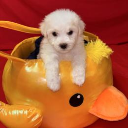 Roxy - yellow collar - White female Bichon Frise puppy in 63101 (St. Louis Metro Area), Missouri from BichonSTL