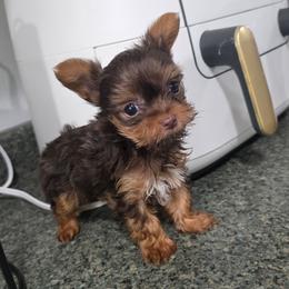 Ckc Chocolate Boy - Chocolate, tan and white male Yorkshire Terrier puppy in Lakeland, Florida from You Me & The Yorkies