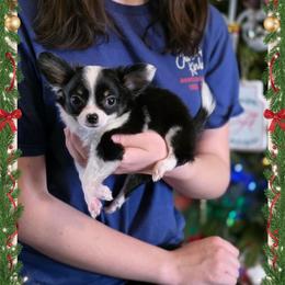 Mistletoe - Black and white female Chihuahua puppy in Demorest, Georgia from Sourpatch Chihuahuas