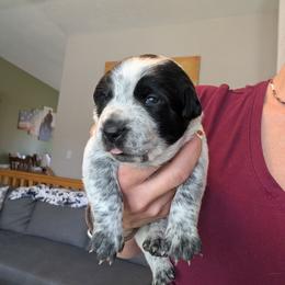 Barkley (Black Collar) - Blue male Australian Cattle Dog puppy in Ammon, Idaho from Piney River Cattle Dogs