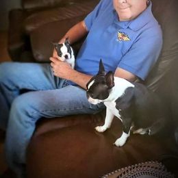 Boston Terrier Puppies from Big Sky Bostons