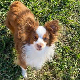 Ted - Toy Australian Shepherd
