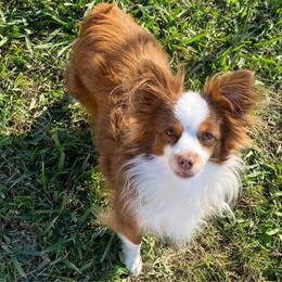 Ted - Toy Australian Shepherd