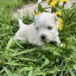 Aegea - White female Coton de Tulear puppy in Rubicon, Wisconsin from Darryl's Cotons de Tulear