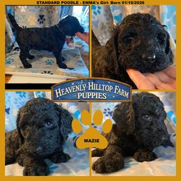 MAZIE- Yellow Collar girl - Blue female Poodle puppy in Charlo, Montana from Heavenly Hilltop Farm