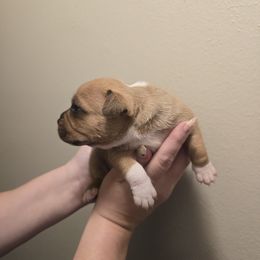 Girl 1 - Red and white female Staffordshire Bull Terrier puppy in Brandon, Florida from Angels & Myths