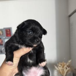 Pomeranian Puppies from Natalia's Pomeranians