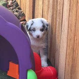 Pearl - Blue merle female Australian Shepherd puppy in Springfield, Oregon from Shelter Cove Aussies