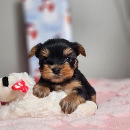 Pup 5 - Black and tan female Yorkshire Terrier puppy in Polk City, Florida from Yorkies by Casey