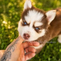 Mulan - Red and white female Pomsky puppy in Wausau, Wisconsin from Arctic Star Pomskies