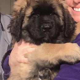 Leonberger Puppies from Flatirons Leonbergers