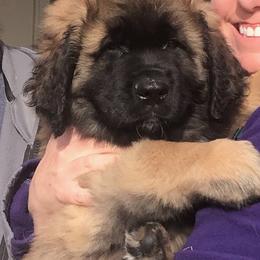 Leonberger Puppies from Flatirons Leonbergers