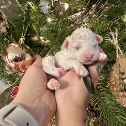 Boy 4 - male Poodle puppy in Dunn, North Carolina from Sandy Creek Kennels