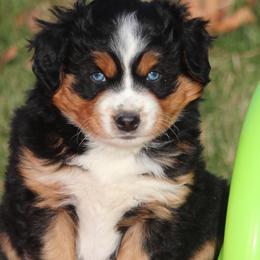 Aragorn - Black tri Miniature American Shepherd puppy in Hillsdale, Michigan from Faithwalk Aussies and Mini American Shepherds