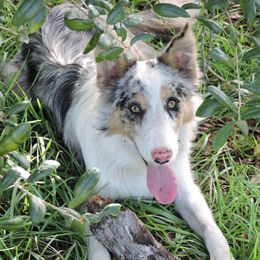 Quigley - Border Collie